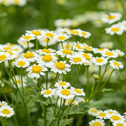 Chamomile Seeds - All In One For Home Gardens