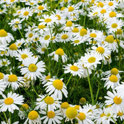 Roman Chamomile Seeds, Herbal
