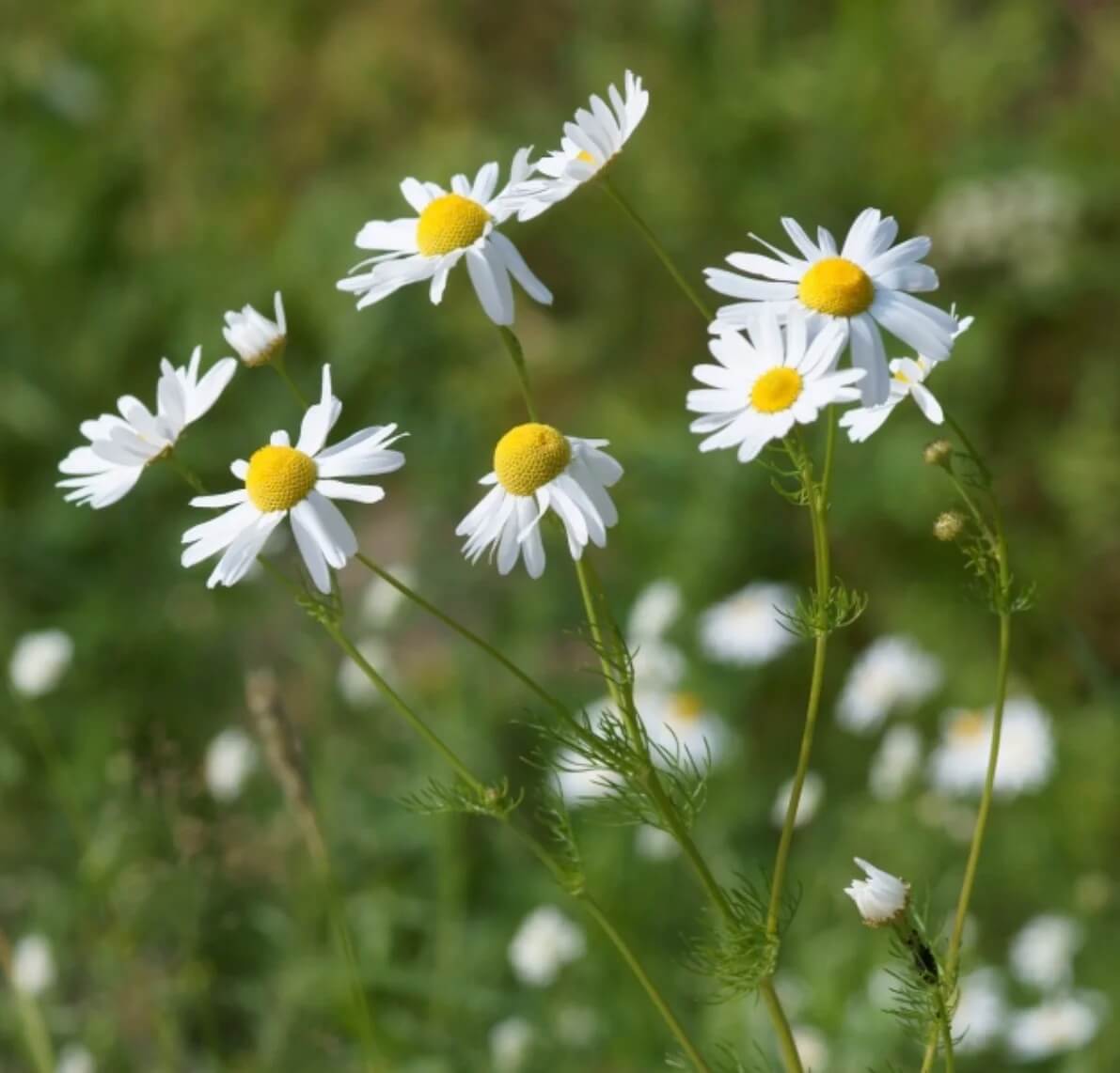 Bodegold Chamomile Seeds, Herbal