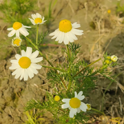 German Chamomile Chamomile Seeds