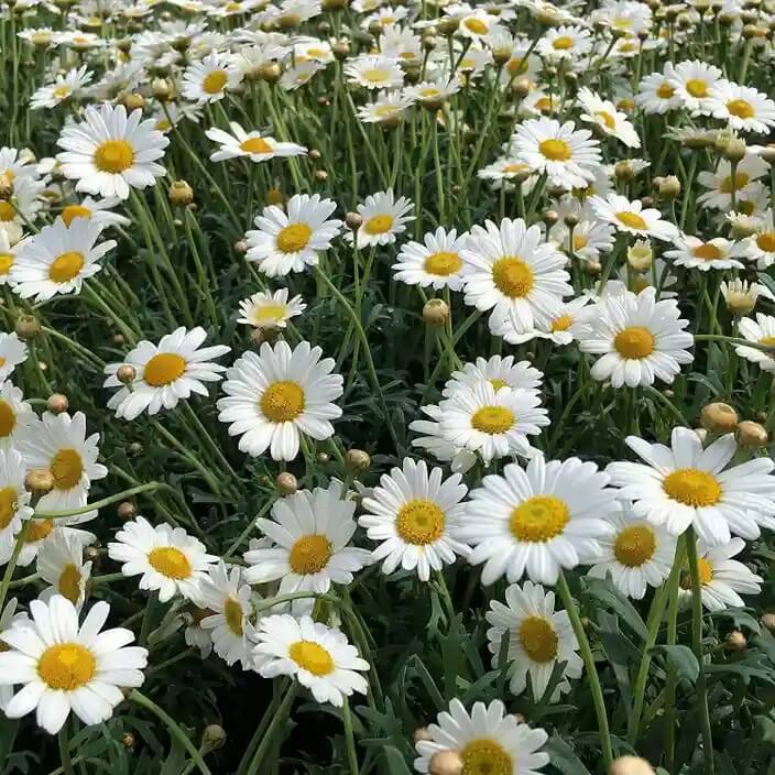 Roman Chamomile Seeds, Herbal
