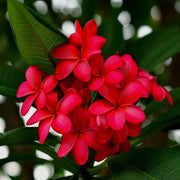 Champa Flower Seeds - Flower Plant