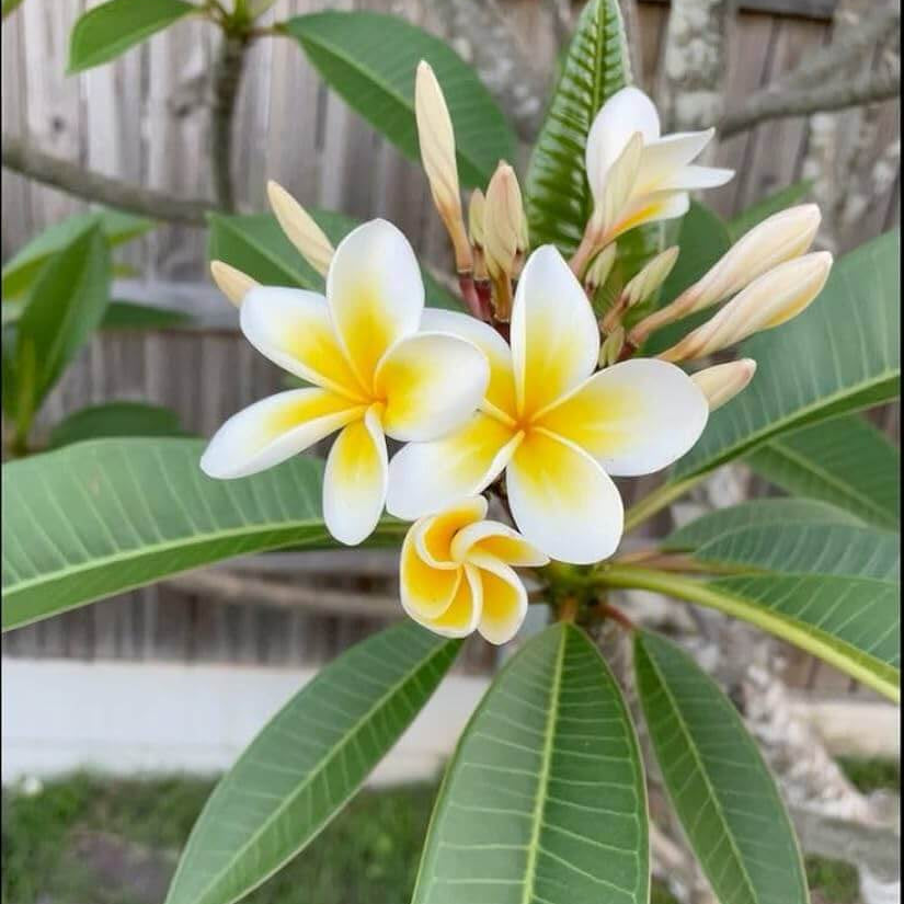 Champa Flower Seeds - Flower Plant
