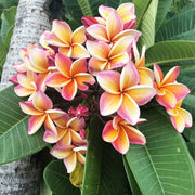 Champa Flower Seeds - Flower Plant