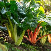 Swiss Chard Seeds – Beta vulgaris subsp. vulgaris