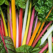 Rainbow Chard Seeds