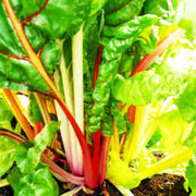 Rainbow Chard Seeds