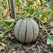 Cantaloupe Seeds – Cucumis melo