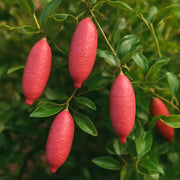 High Quality Finger Lime Seeds