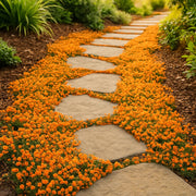 Orange Creeping Thyme Seeds