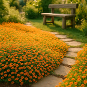 Orange Creeping Thyme Seeds