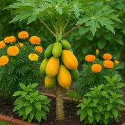 Thai Dwarf Papaya Seeds