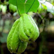 Green Chayote Seeds