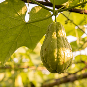 Chayote Seeds – Sechium edule
