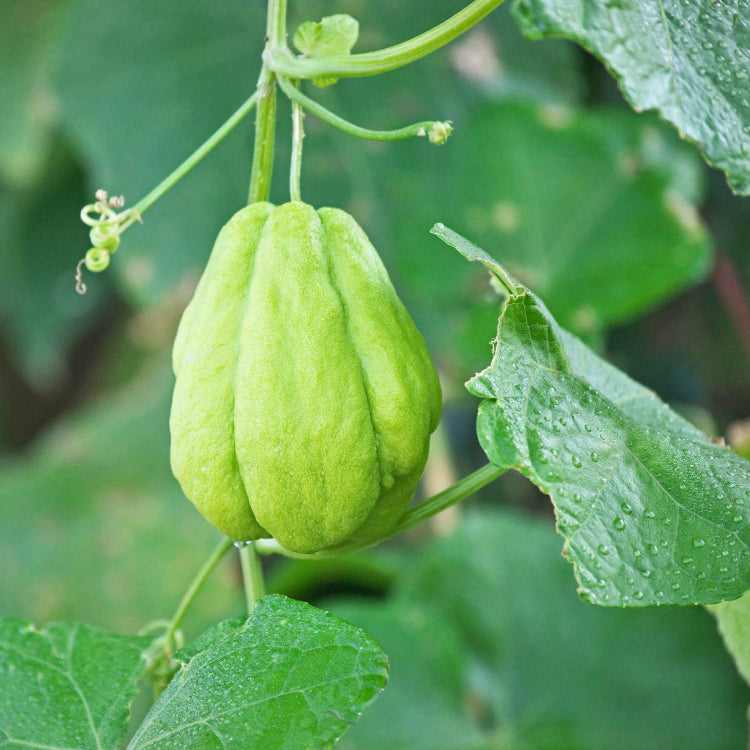 Green Chayote Seeds