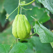 Green Chayote Seeds