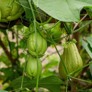 Chayote Squash Seeds - Vegetable Plant