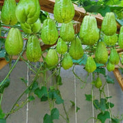 Chayote Squash Seeds - Vegetable Plant