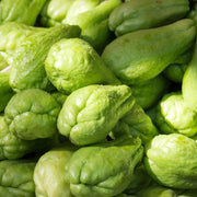 Chayote Squash Seeds - Vegetable Plant