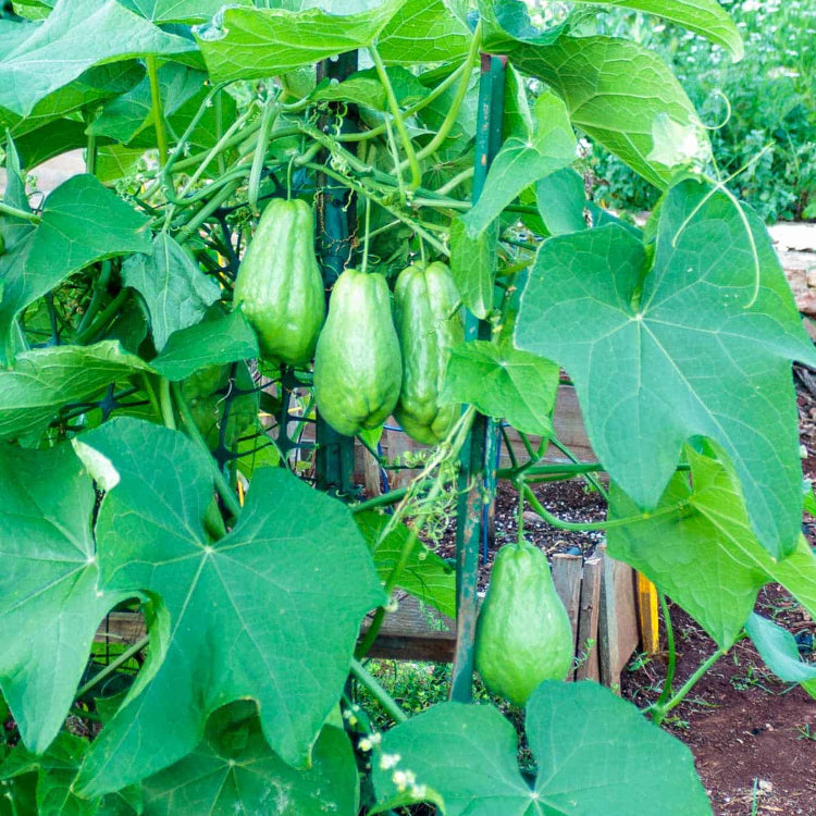Chayote Squash Seeds