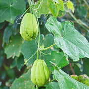 Chayote Vine Seeds