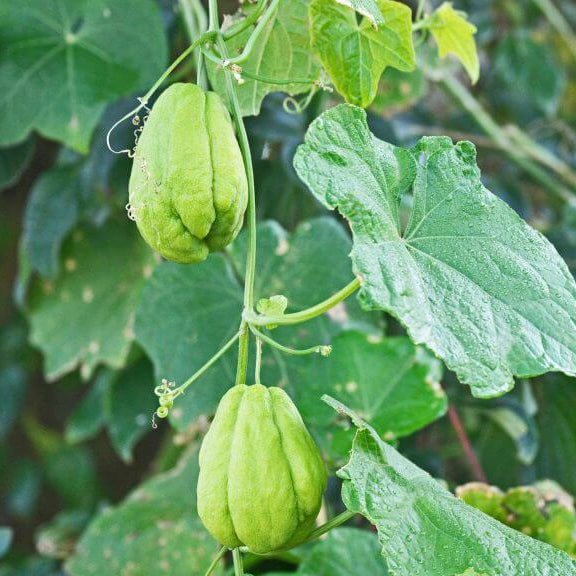 Chayote Vine Seeds