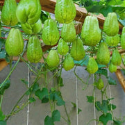 Chayote Vine Seeds - Vegetable Plant