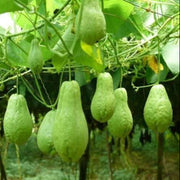 Chayote Vine Seeds - Vegetable Plant
