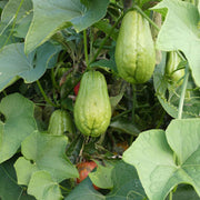 Chayote Vine Seeds