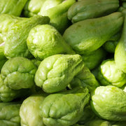 Chayote Vine Seeds - Vegetable Plant