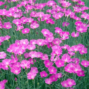 Cheddar Pink Seeds