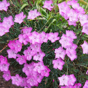 Cheddar Pink Seeds