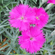 Cheddar Pink Seeds