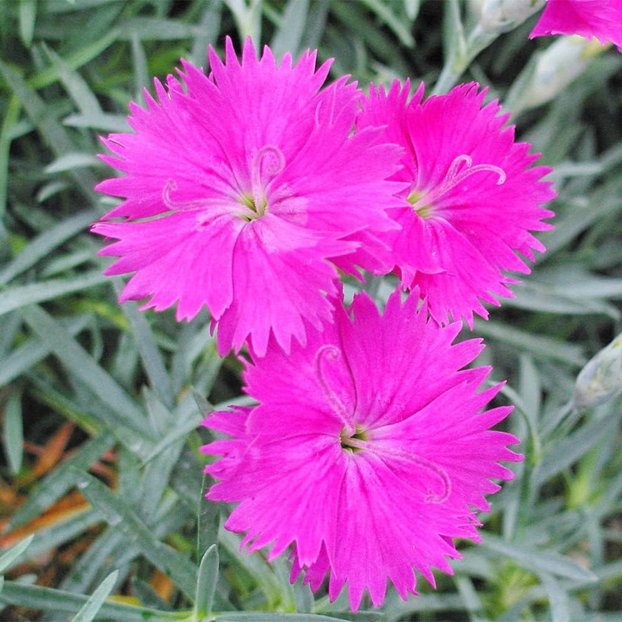 Cheddar Pink Seeds