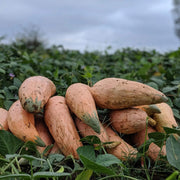 Cherokee Candy Roaster Seeds - Vegetable Plant