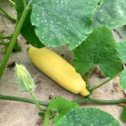 Cherokee Candy Roaster Seeds - Vegetable Plant