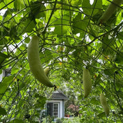 Cherokee Candy Roaster Seeds - Vegetable Plant
