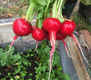 Radish Seeds – Raphanus sativus