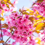 Cherry Blossom Seeds – Prunus serrulata