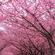 Cherry Blossom Seeds – Prunus serrulata