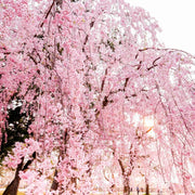 Cherry Seeds, Dwarf Weeping Purple Pink