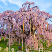 Cherry Seeds, Dwarf Weeping Purple Pink