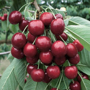 Lapins Cherry Seeds