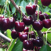 Lapins Cherry Seeds