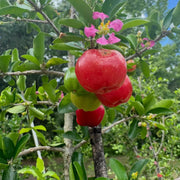 Cherry Seeds - All In One For Home Gardens