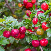 Cherry Seeds - All In One For Home Gardens