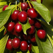 Cherry Seeds - All In One For Home Gardens
