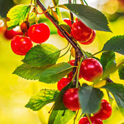 Cherry Seeds - All In One For Home Gardens