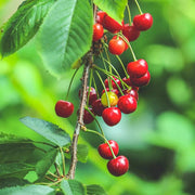 Cherry Seeds - All In One For Home Gardens