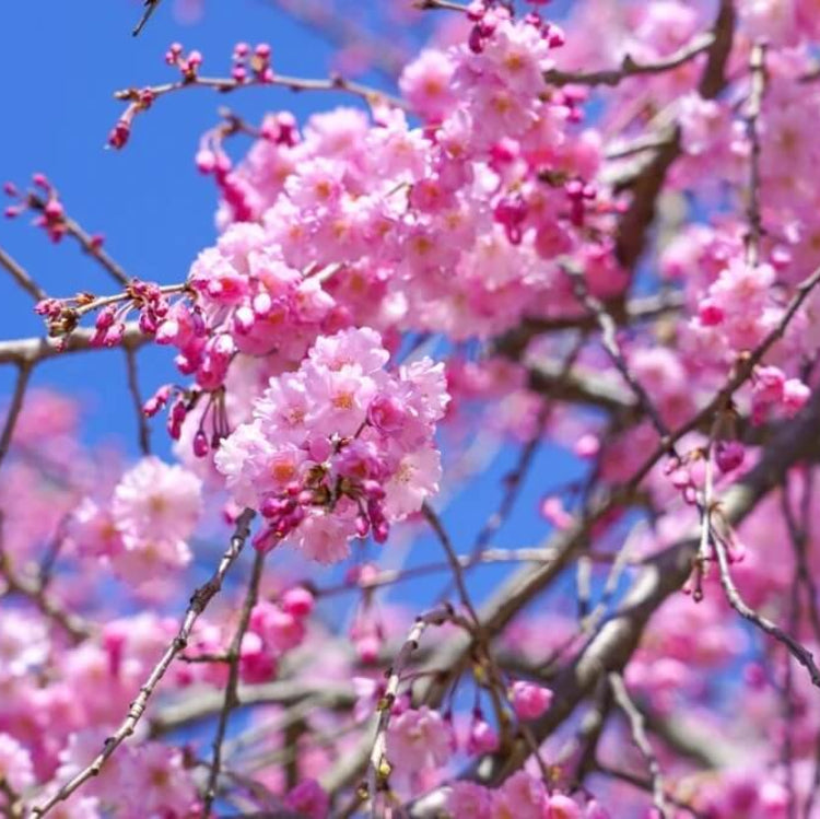 Cherry Seeds, Dwarf Weeping Purple Pink